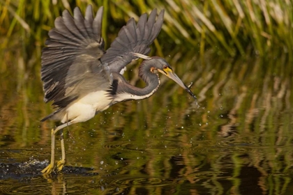 Picture of FL, PALM BEACH CO, TRI-COLORED HERON HUNTING