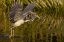 Picture of FL, PALM BEACH CO, TRI-COLORED HERON HUNTING