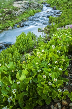 Picture of CO, SAN JUAN MTS STREAM AND SPRING MARIGOLDS