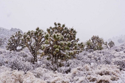 Picture of CA, YUCCA BREVIFOLIA, JOSHUA TREES IN SNOWFALL