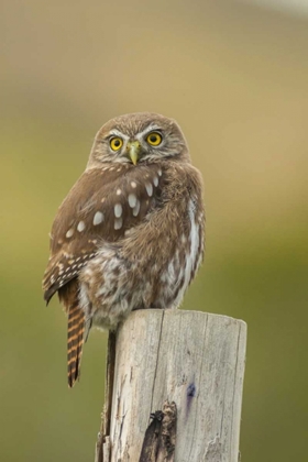 Picture of CHILE, TORRES DEL PAINE NP AUSTRAL PYGMY OWL