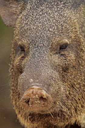 Picture of TX, HIDALGO CO, PORTRAIT OF COLLARED PECCARY