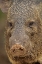 Picture of TX, HIDALGO CO, PORTRAIT OF COLLARED PECCARY