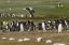 Picture of EAST FALKLAND KELP GULL OVER GENTOO PENGUINS