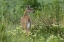 Picture of CO, ROCKY MOUNTAIN ARSENAL WHITE-TAILED DEER