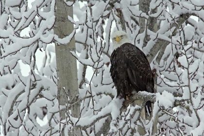 Picture of AK, CHILKAT BALD EAGLE ON SNOW- COVERED TREE