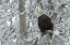 Picture of AK, CHILKAT BALD EAGLE ON SNOW- COVERED TREE