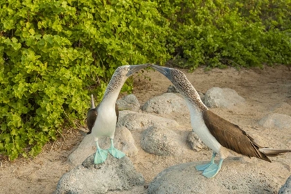Picture of ECUADOR, GALAPAGOS NP BLUE-FOOTED BOOBY PAIR