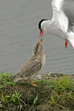 Picture of AK, POTTERS MARSH ARCTIC TERN FEEDING CHICK