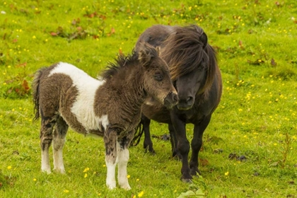 Picture of SHETLAND ISLANDS SHETLAND PONY AND OFFSPRING