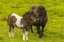 Picture of SHETLAND ISLANDS SHETLAND PONY AND OFFSPRING
