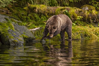 Picture of AK, TONGASS NF GRIZZLY BEAR HUNTS FOR SALMON
