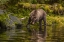Picture of AK, TONGASS NF GRIZZLY BEAR HUNTS FOR SALMON