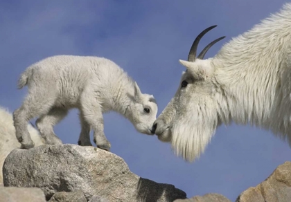 Picture of CO, MOUNT EVANS MOUNTAIN GOAT MOTHER AND KID