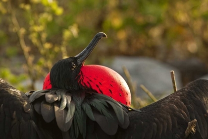 Picture of ECUADOR, GALAPAGOS NP FRIGATEBIRD DISPLAYING