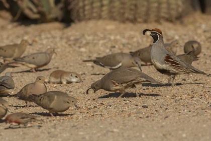 Picture of AZ, SONORAN DESERT BIRDS AND GROUND SQUIRREL