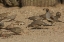 Picture of AZ, SONORAN DESERT BIRDS AND GROUND SQUIRREL