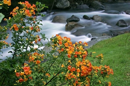 Picture of COSTA RICA, SAVEGRE RIVER VALLEY WILDFLOWERS