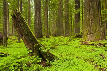 Picture of CA, HUMBOLDT REDWOODS SP GREEN FOREST SCENIC