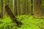 Picture of CA, HUMBOLDT REDWOODS SP GREEN FOREST SCENIC