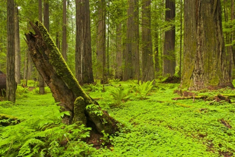 Picture of CA, HUMBOLDT REDWOODS SP GREEN FOREST SCENIC