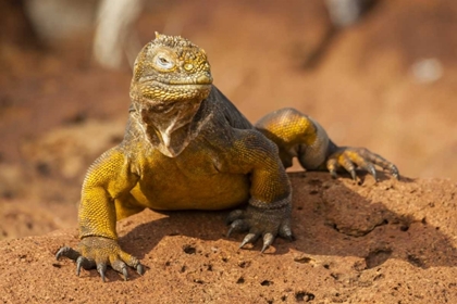 Picture of ECUADOR, GALAPAGOS NP CLOSE-UP OF LAND IGUANA