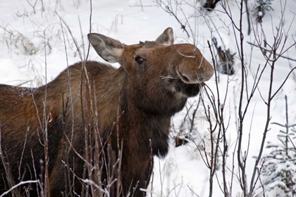 Picture of USA, ALASKA FEMALE MOOSE BROWSING ON A BRANCH