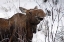 Picture of USA, ALASKA FEMALE MOOSE BROWSING ON A BRANCH