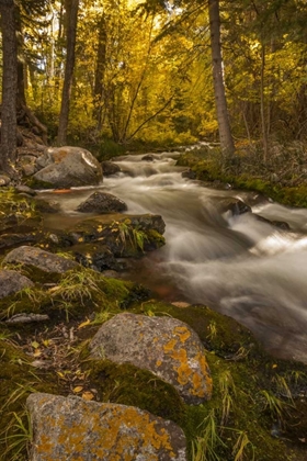 Picture of USA, COLORADO AUTUMN COLORS ON CRESTONE CREEK