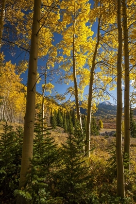 Picture of USA, COLORADO LANDSCAPE IN SAN JUAN MOUNTAINS