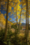 Picture of USA, COLORADO LANDSCAPE IN SAN JUAN MOUNTAINS