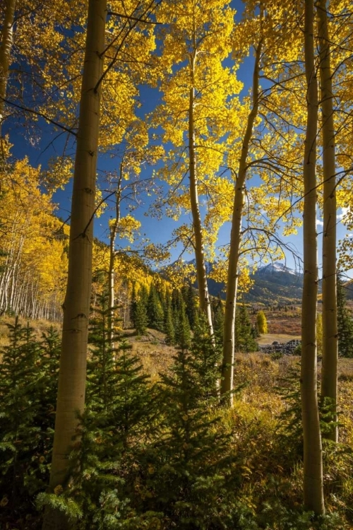Picture of USA, COLORADO LANDSCAPE IN SAN JUAN MOUNTAINS