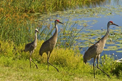 Picture of USA, FLORIDA SANDHILL CRANE PARENTS AND YOUNG