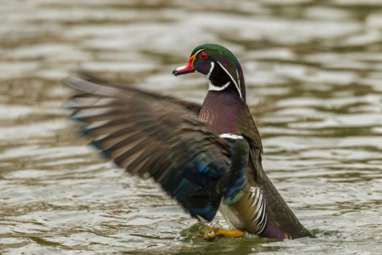 Picture of USA, NEW MEXICO WOOD DUCK TAKING OFF IN WATER
