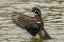 Picture of USA, NEW MEXICO WOOD DUCK TAKING OFF IN WATER