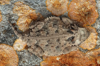 Picture of USA, TEXAS, KIMBLE COUNTY TEXAS HORNED LIZARD