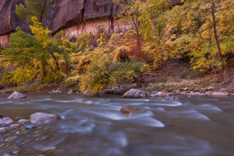 Picture of USA, UTAH, ZION NP AUTUMN ON THE VIRGIN RIVER
