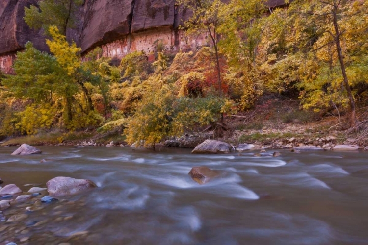 Picture of USA, UTAH, ZION NP AUTUMN ON THE VIRGIN RIVER