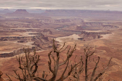 Picture of USA, UTAH, CANYONLANDS NP WHITE RIM LANDSCAPE