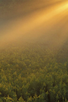 Picture of MI, MEADOW OF GOLDENROD IN FOGGY SUMMER SUNLIGHT