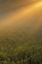 Picture of MI, MEADOW OF GOLDENROD IN FOGGY SUMMER SUNLIGHT
