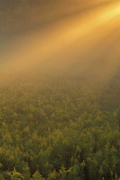 Picture of MI, MEADOW OF GOLDENROD IN FOGGY SUMMER SUNLIGHT