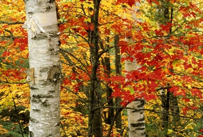 Picture of MI, WHITE PAPER BIRCH TREE TRUNKS AMID RED MAPLE