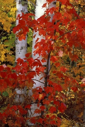 Picture of MI, WHITE PAPER BIRCH WITH MAPLE TREES IN AUTUMN