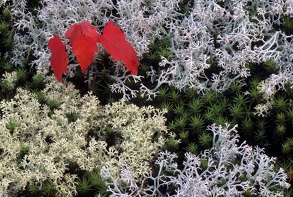 Picture of MI, RED MAPLE TREE SEEDLING AMID MOSS AND LICHEN