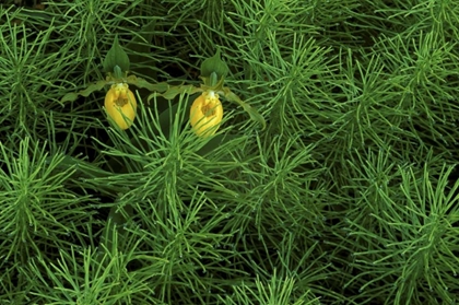 Picture of MI, YELLOW LADYS SLIPPER ORCHIDS AMID HORSETAIL
