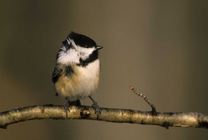 Picture of MI, BLACK-CAPPED CHICKADEE PERCHED IN WINTER WIND