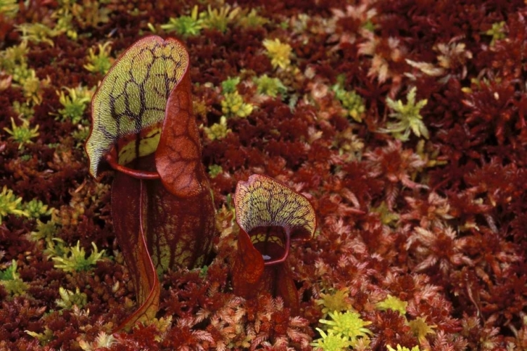 Picture of MI, NORTHERN PITCHER PLANTS IN SPHAGNUM IN AUTUMN