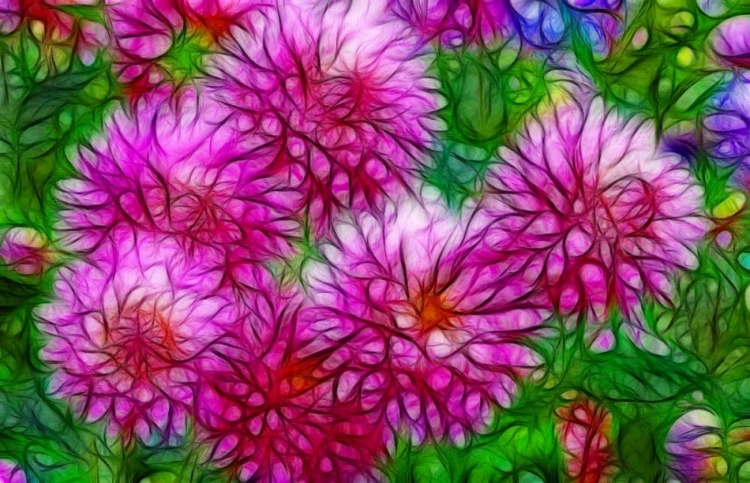 Picture of OREGON ABSTRACT OF PINK DAHLIAS