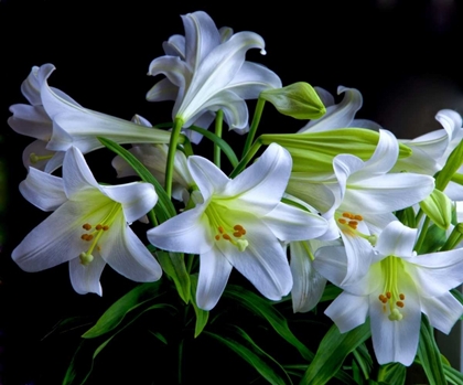 Picture of USA, OREGON CLOSE-UP OF EASTER LILIES